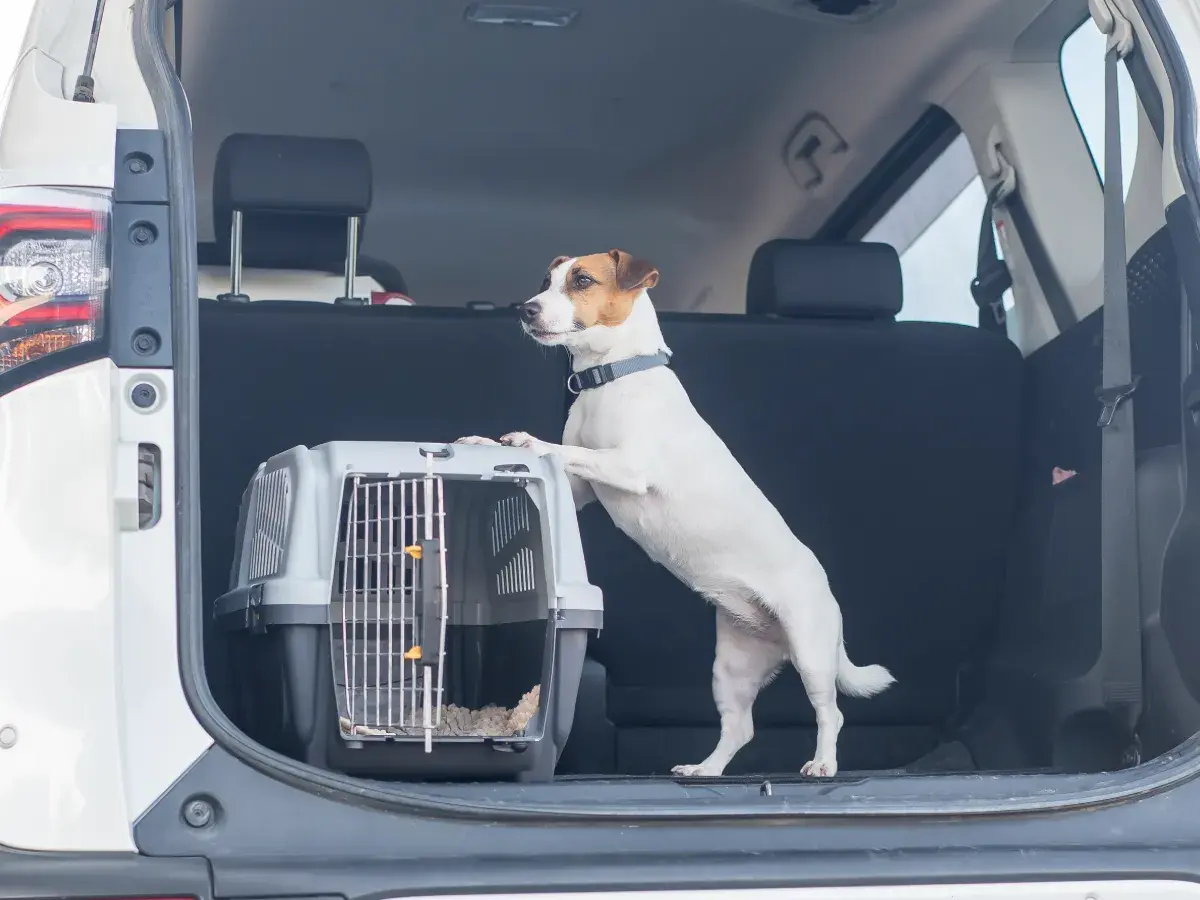 Dog with paws on carrier in car trunk