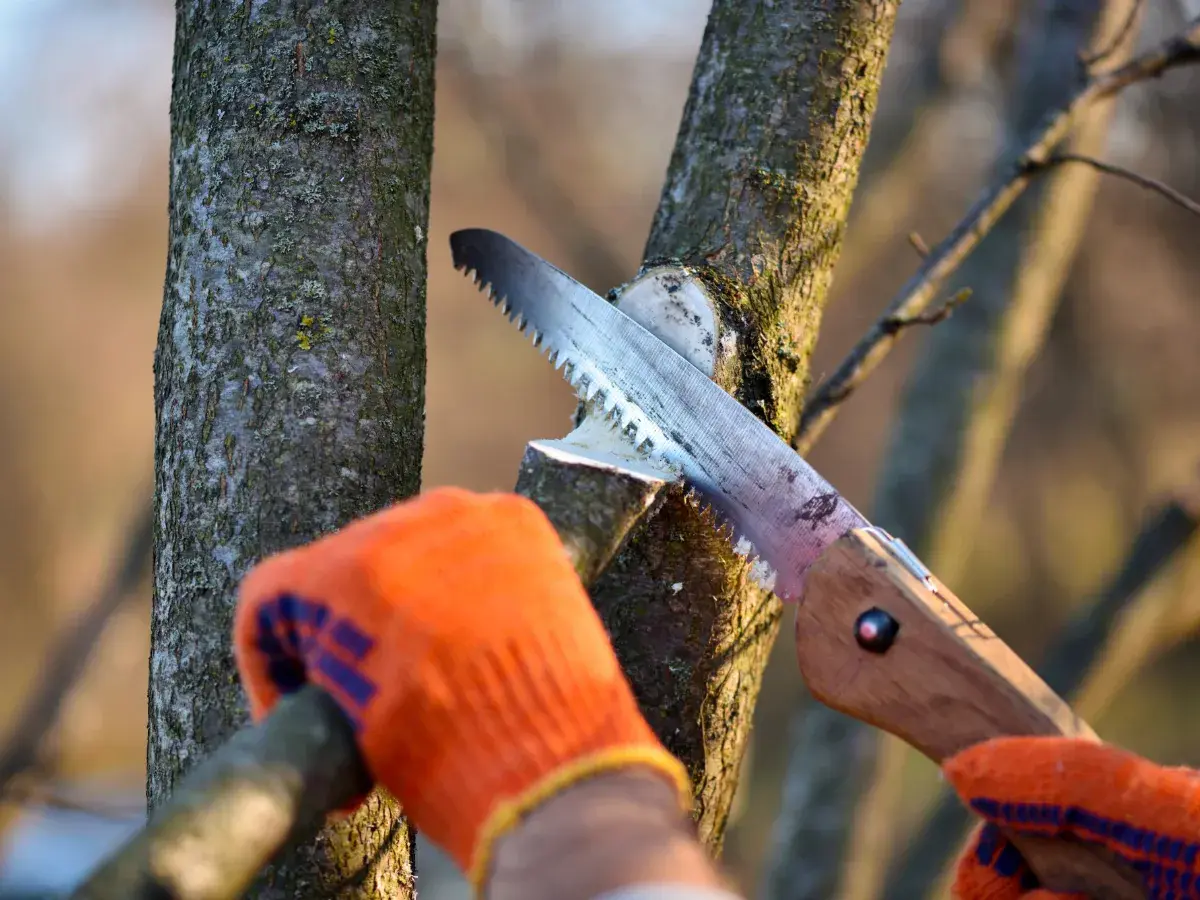 Pruning Trees