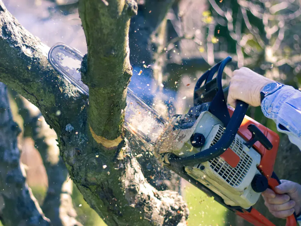 Chainsaw cutting through a tree limb