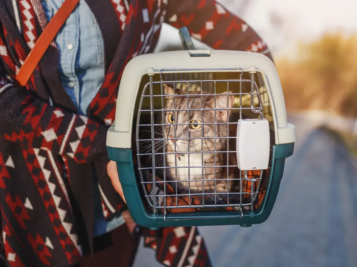 Cat in a pet carrier